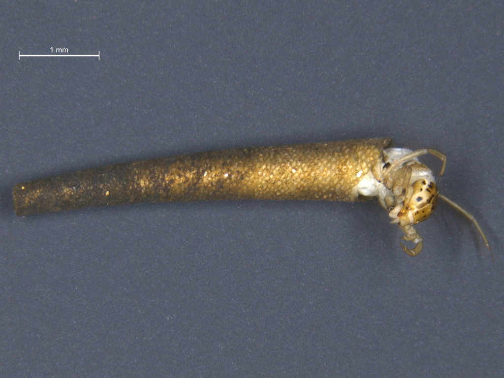 Leptocerus interruptus